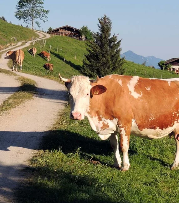 port-img-4 port-img-4