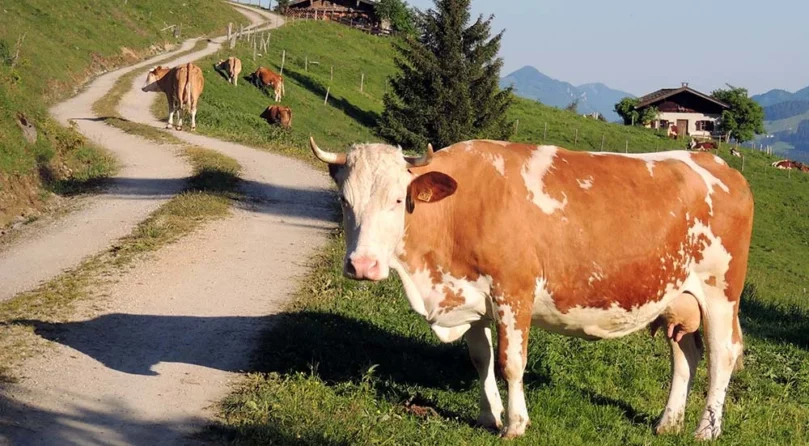 port-img-4 port-img-4